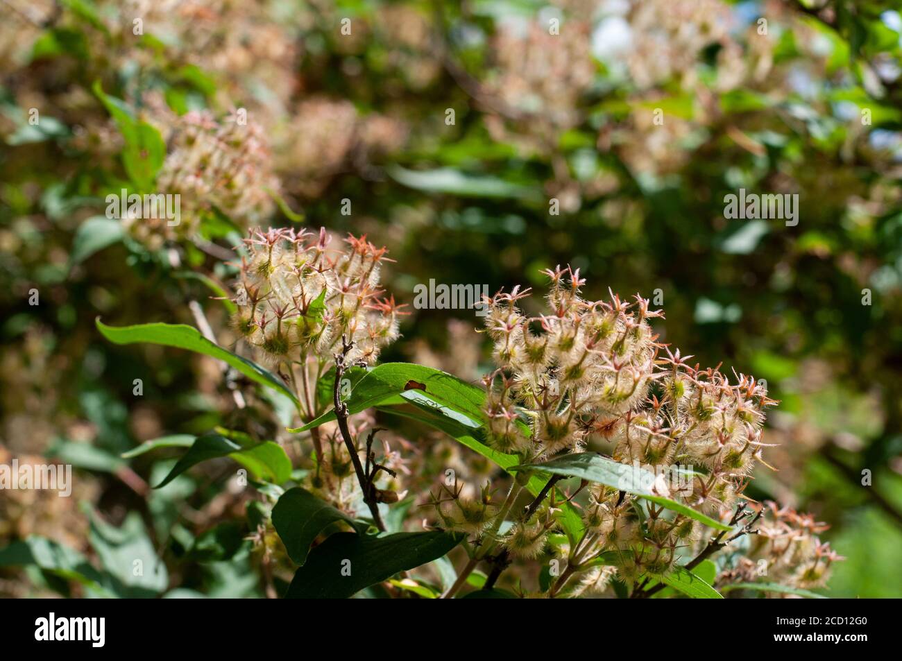 hairy seeds at a twig of a wilted weigela shrub in a garden Stock Photo
