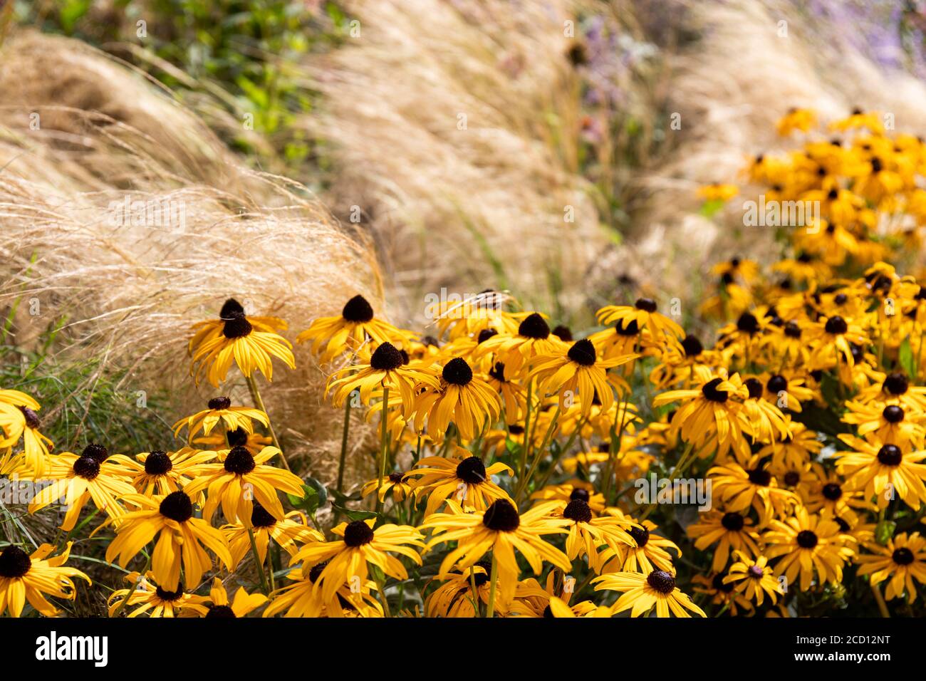 Close up of Rudbeckia - Cone flower flowering in a border at Riverside Walk Development in Bath, Somerset, England, UK Stock Photo