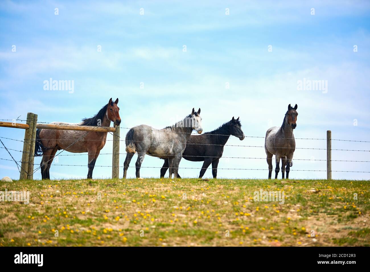 A group of 4 horses along a grass pasture fence line with a blue sky behind with some light clouds; Eastend, Saskatchewan, Canada Stock Photo