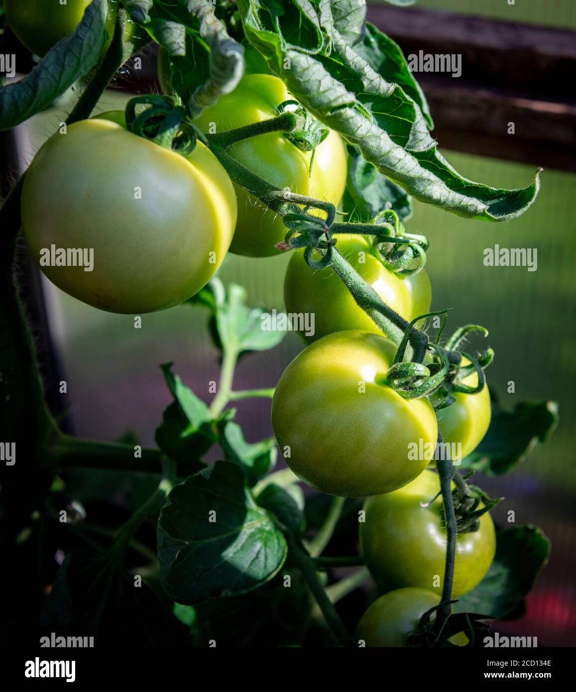 Unripe tomatoes growing in a domestic home greenhouse UK Stock Photo