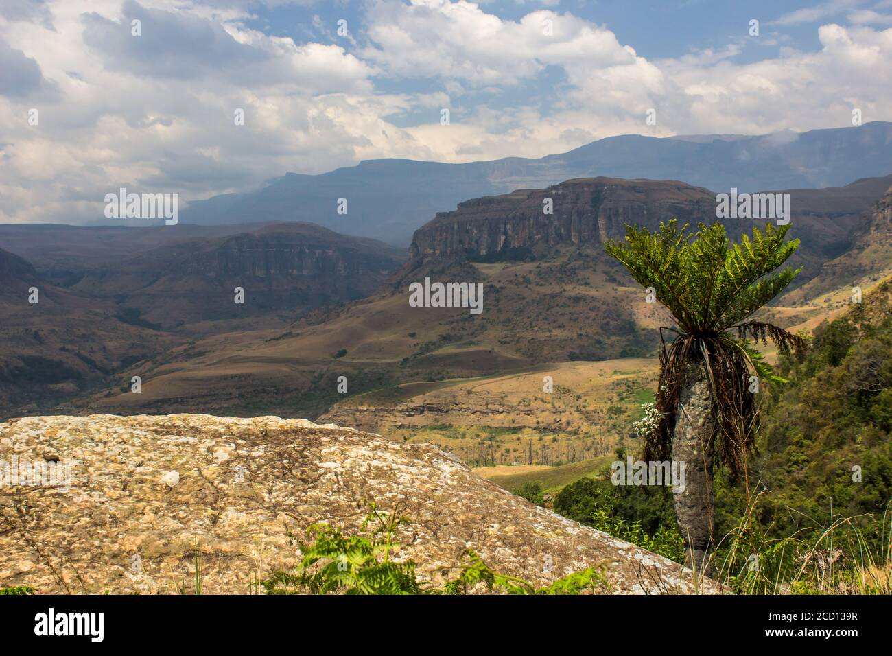 A single common tree fern, Alsophila Dregei, overlooking the Injisuthi Valley in the central Drakensberg Mountains, South Africa Stock Photo