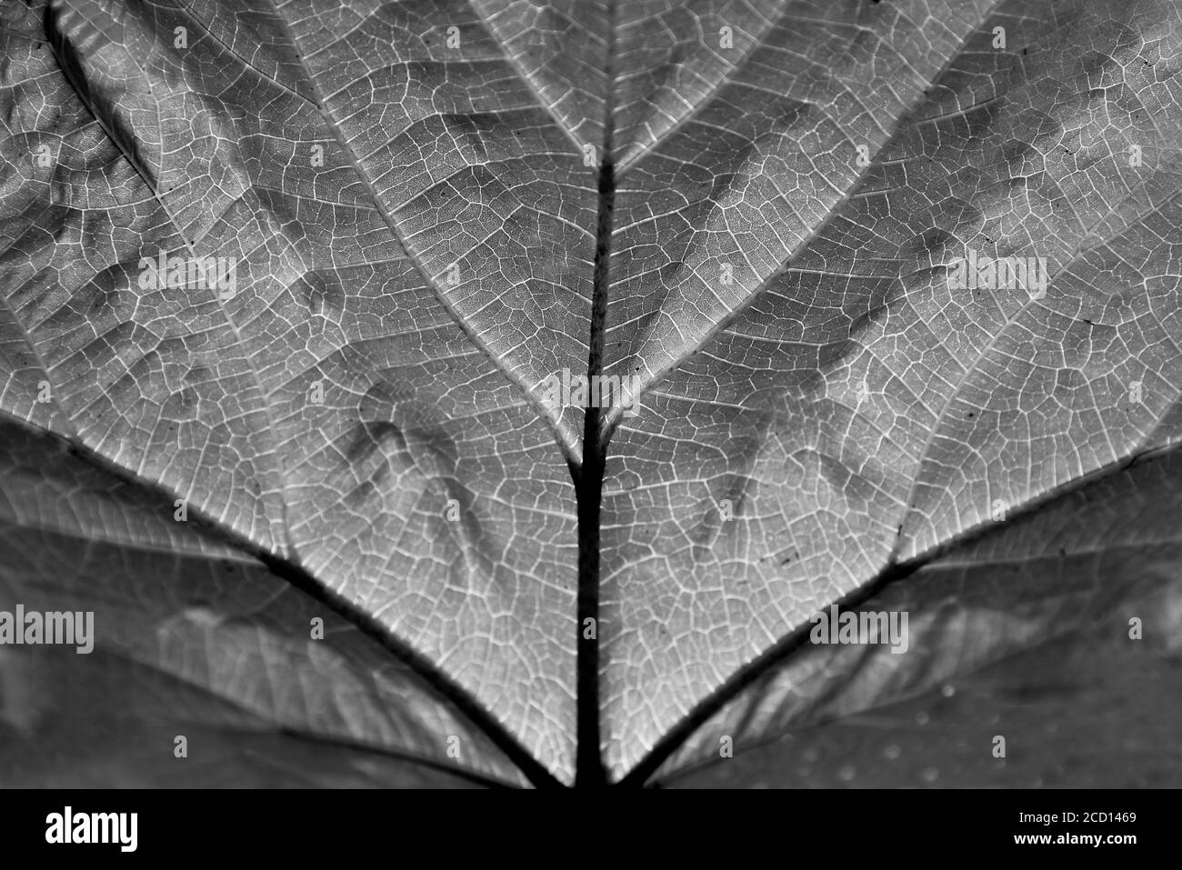 Lamina detail Black and White Stock Photos & Images - Alamy