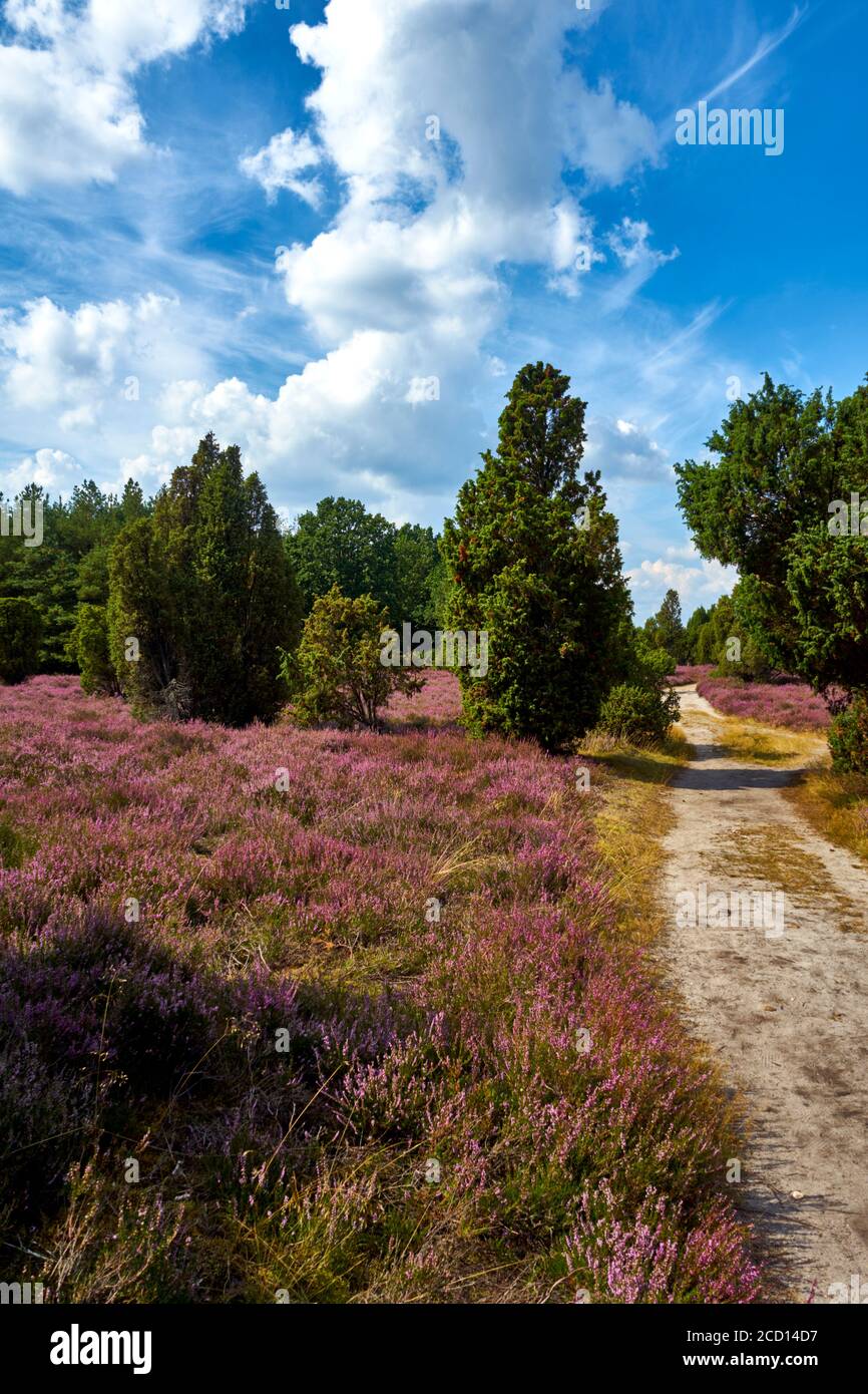 Sand path through the blooming heath in Northern Germany with juniper bushes Stock Photo