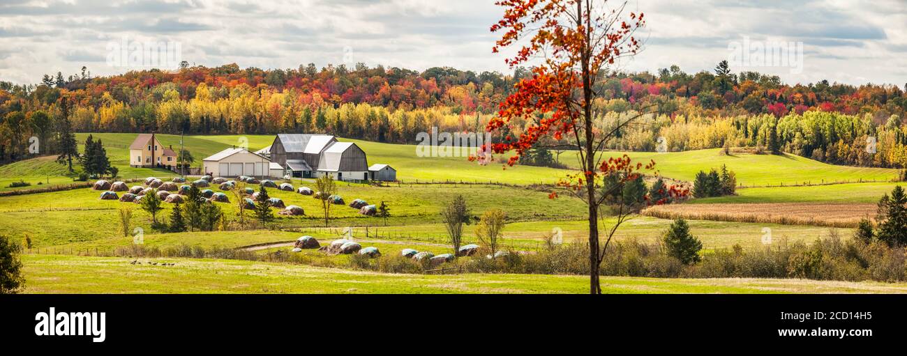 A farm with barns and autumn coloured forest viewed from a country road, near Sault St. Marie; Ontario, Canada Stock Photo