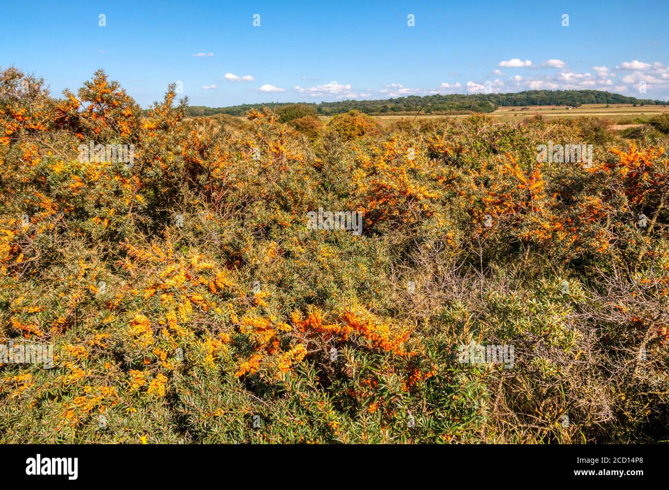 Common sea buckthorn, Hippophae rhamnoides, with a large number of orange berries growing behind the coast of The Wash at Snettisham, Norfolk. Stock Photo