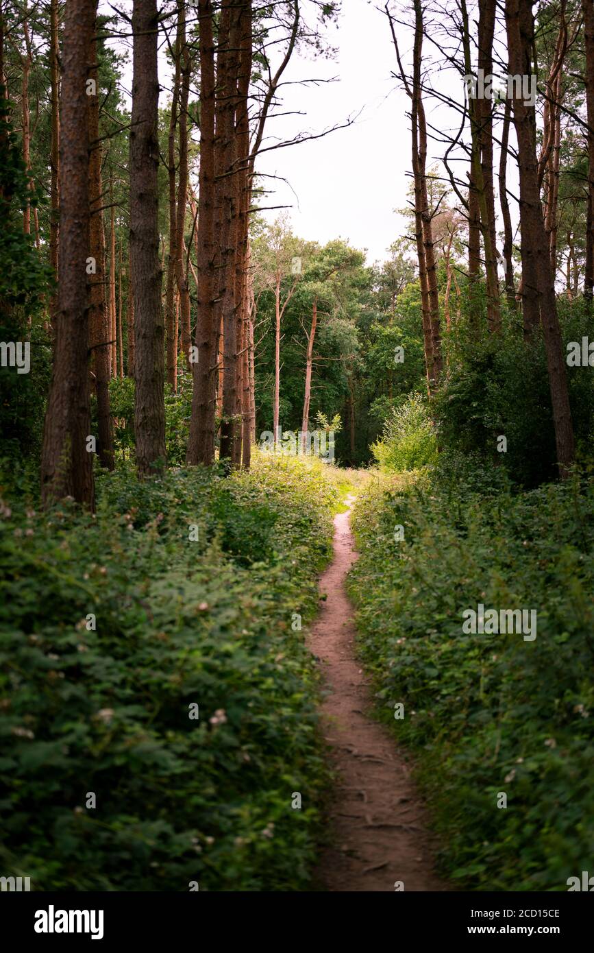 Woodhill forest hi-res stock photography and images - Alamy