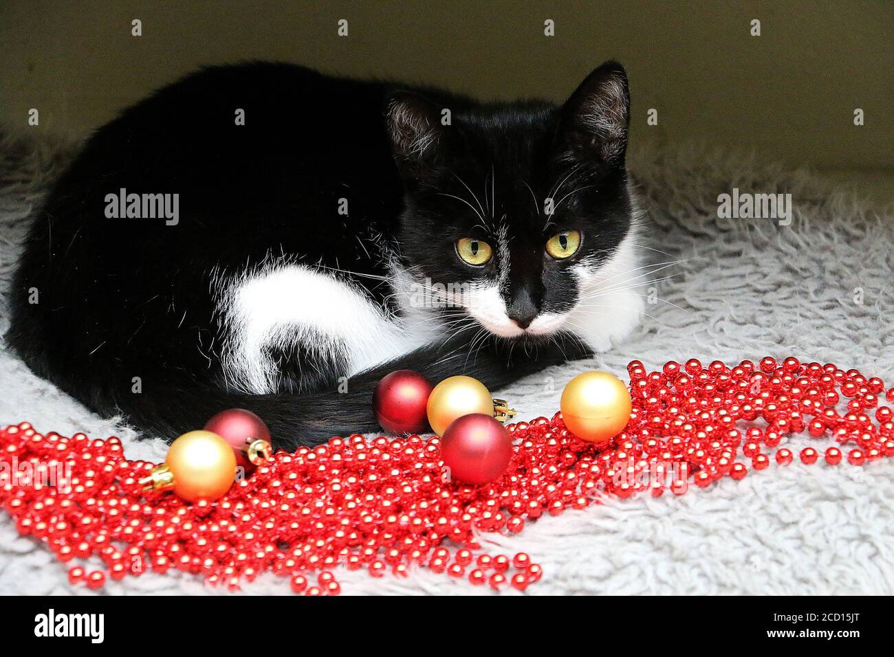 Black and white cat lying on a rug with ornaments in its front Stock Photo