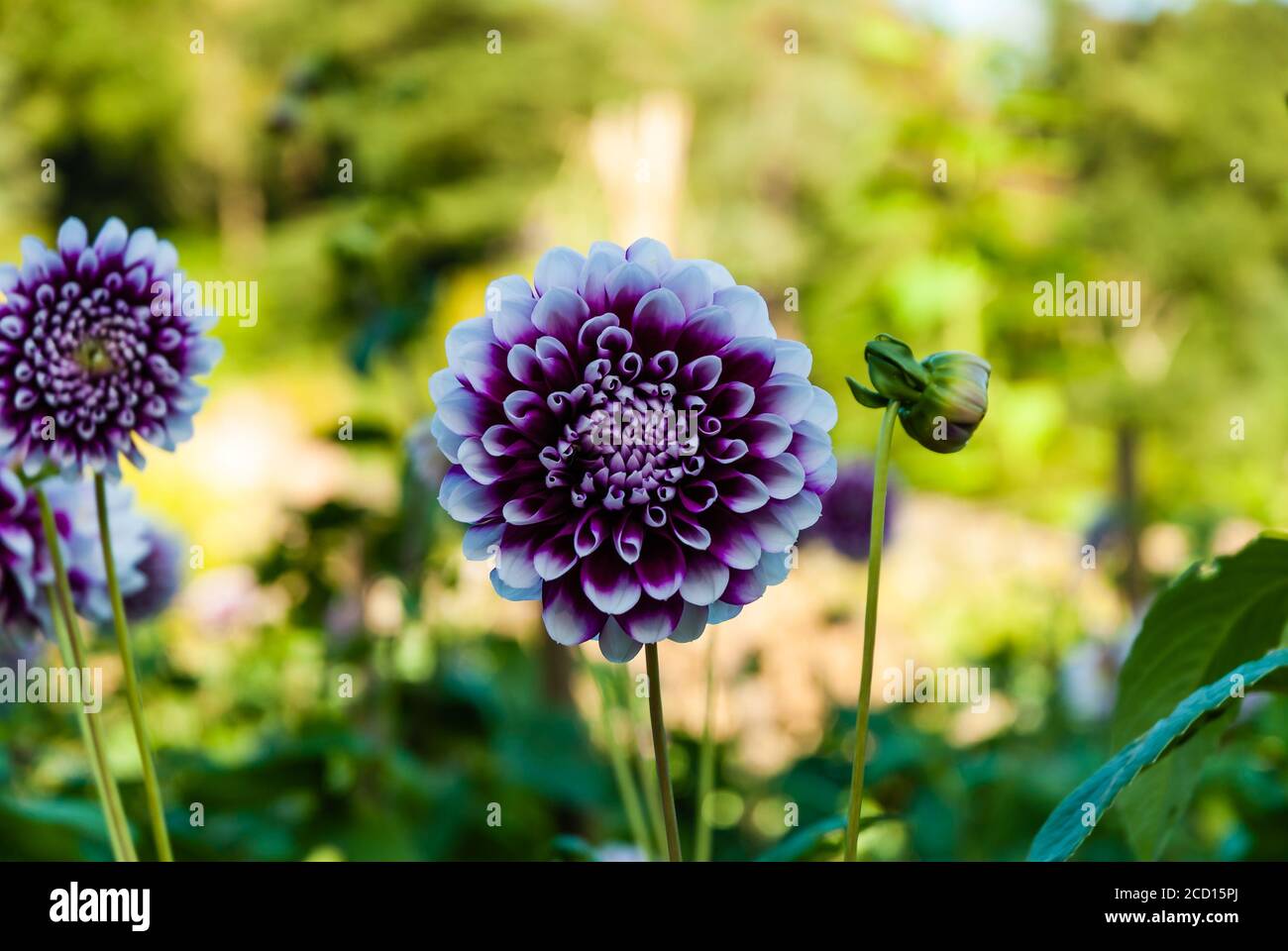 Knightshayes House and Gardens on a splendid Autumn day. Stock Photo