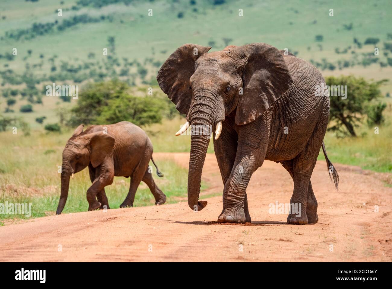Adult African bush elephant (Loxodonta africana) walking on dirt road with elephant calf on a sunny day; Tanzania Stock Photo
