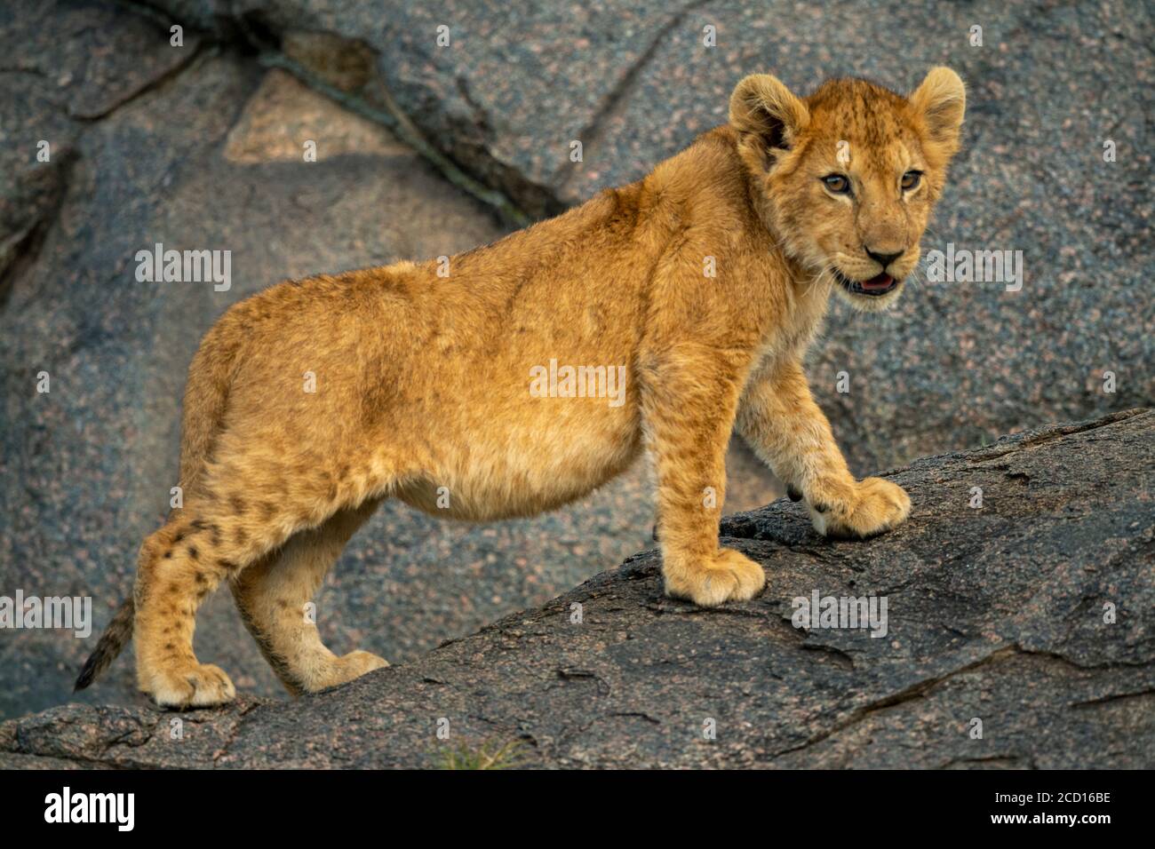Lion Cub Standing Lion Cub Standing