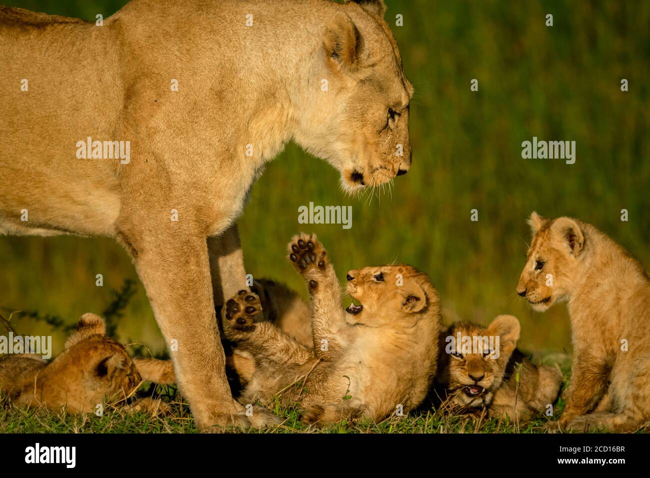 Close-up of lioness (Panthera leo) standing over four lion cubs; Tanzania Stock Photo