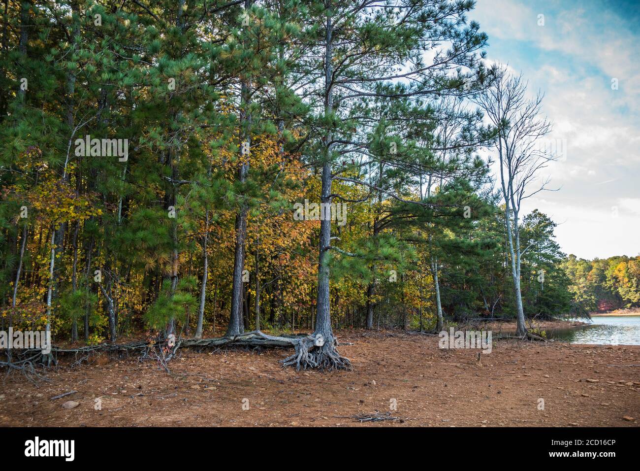 On the shoreline of Lake Lanier Georgia in autumn with the tree roots exposed from erosion and the trees turning colorful in autumn with the sunshine Stock Photo