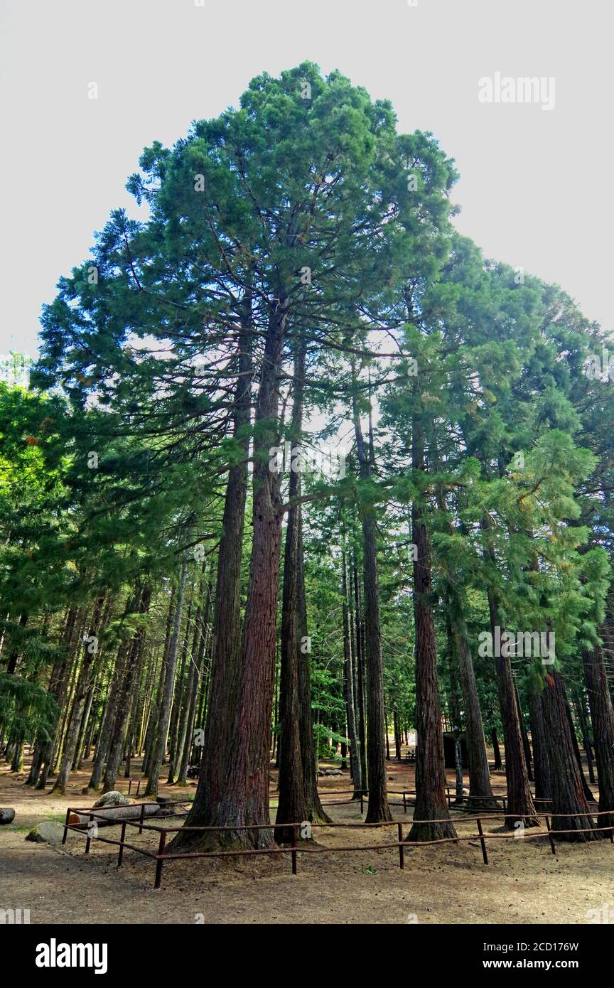 Sequoia trees (sequoia sempervirens) in Mount Limbara, Sardinia, Italy Stock Photo