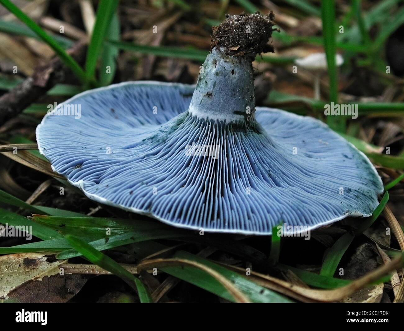 Mushrooms are a form of fungi found in natural settings around the world.; This one is found in a forested area of North Central Florida. Stock Photo