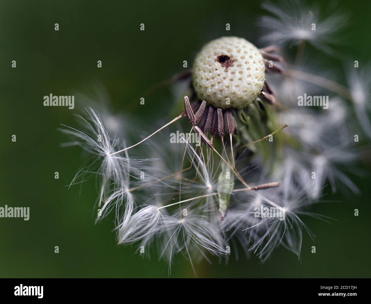 White fluff dandelion flower hi-res stock photography and images - Alamy