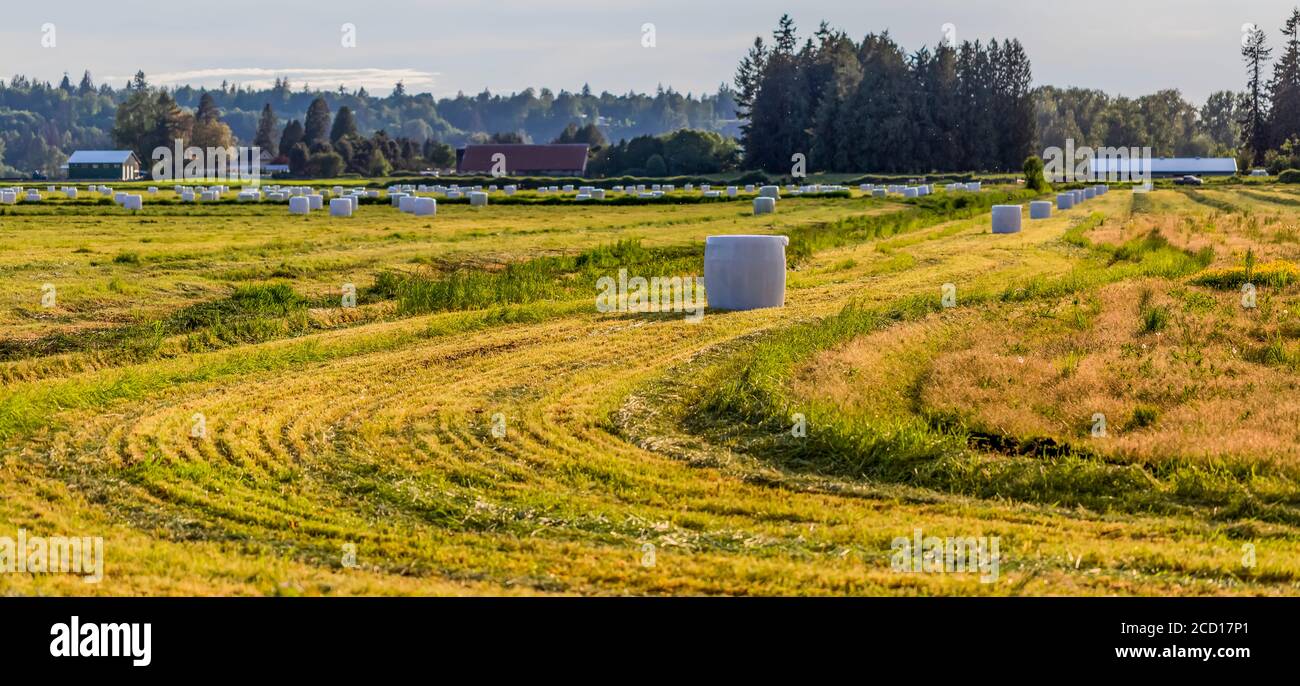 Farmland with wrapped hay bales in the lower mainland of BC; Langley, British Columbia, Canada Stock Photo