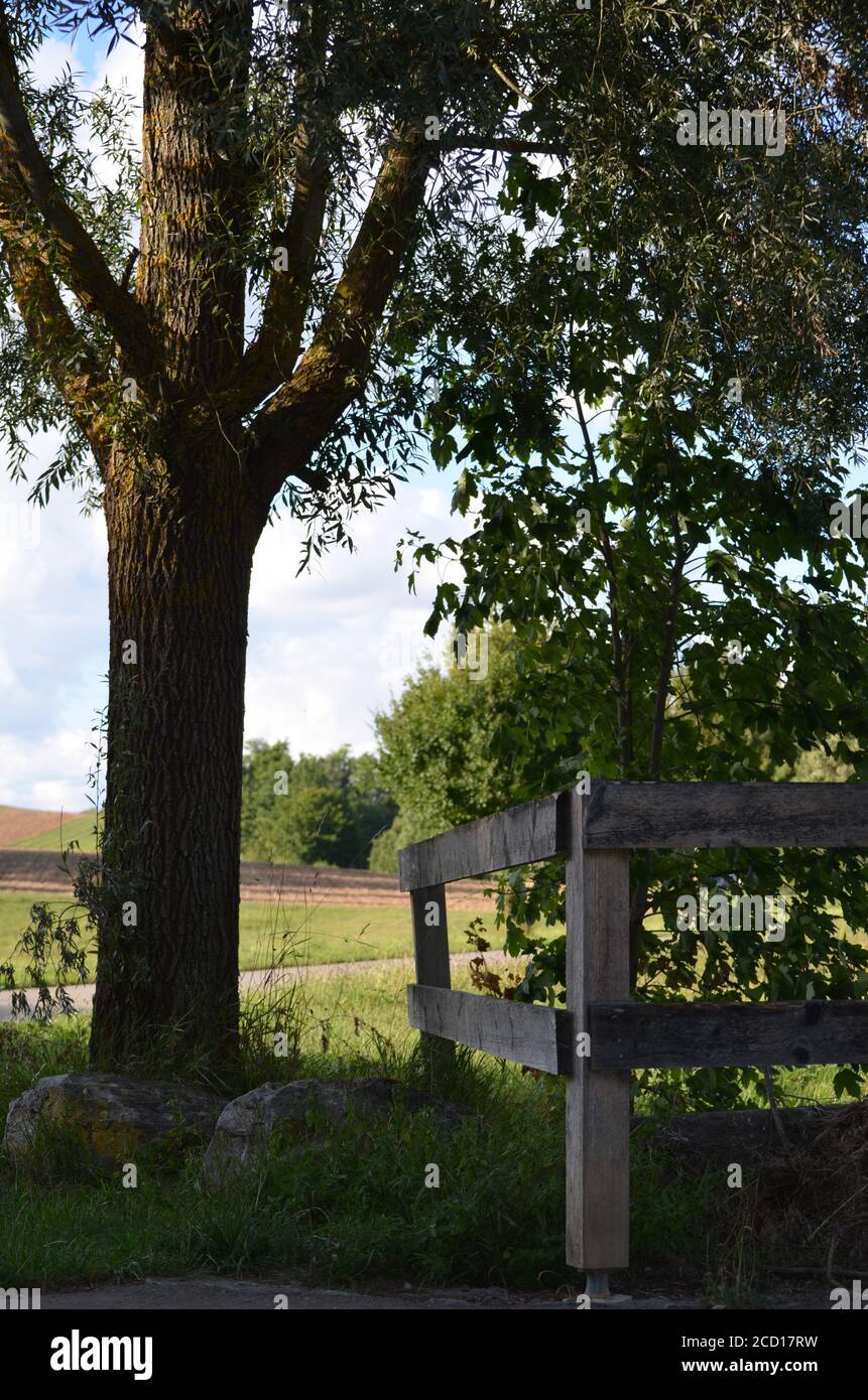 willow tree next to a wooden fence Stock Photo