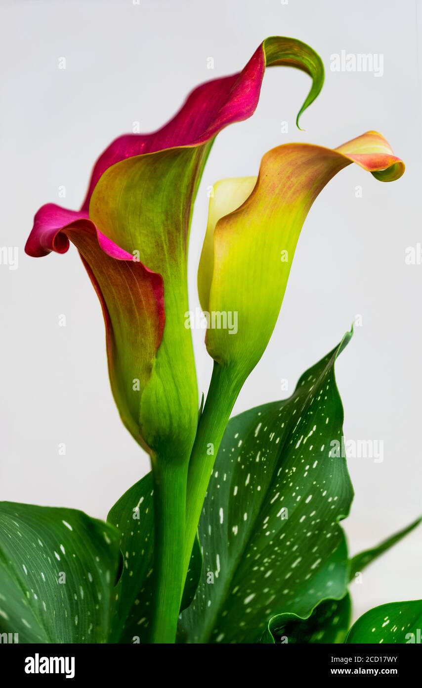 Calla Lily plant in bloom against a white background; Studio Stock Photo
