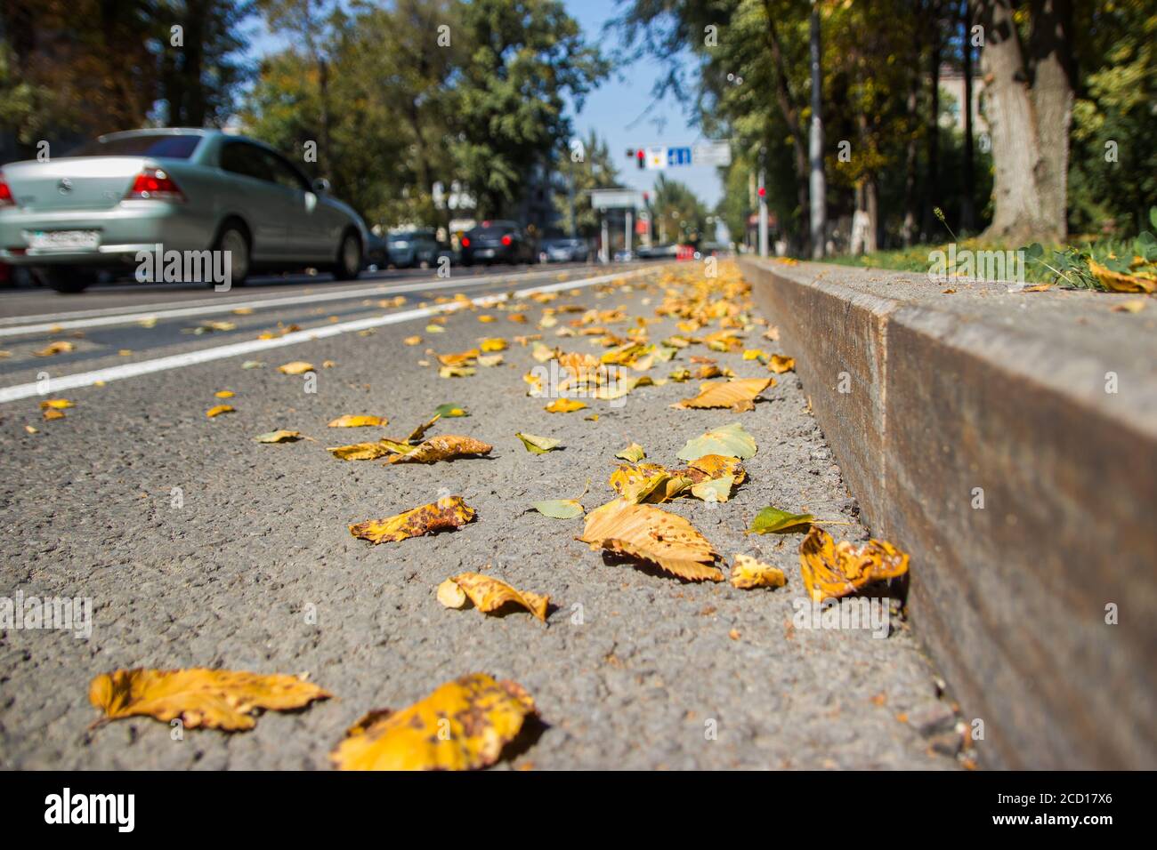 Yellow Fallen Leaves On Asphalt Golden Autumn Street Last Sunny Day Weather Beautiful Comfortable Safety City Life Stock Photo Alamy