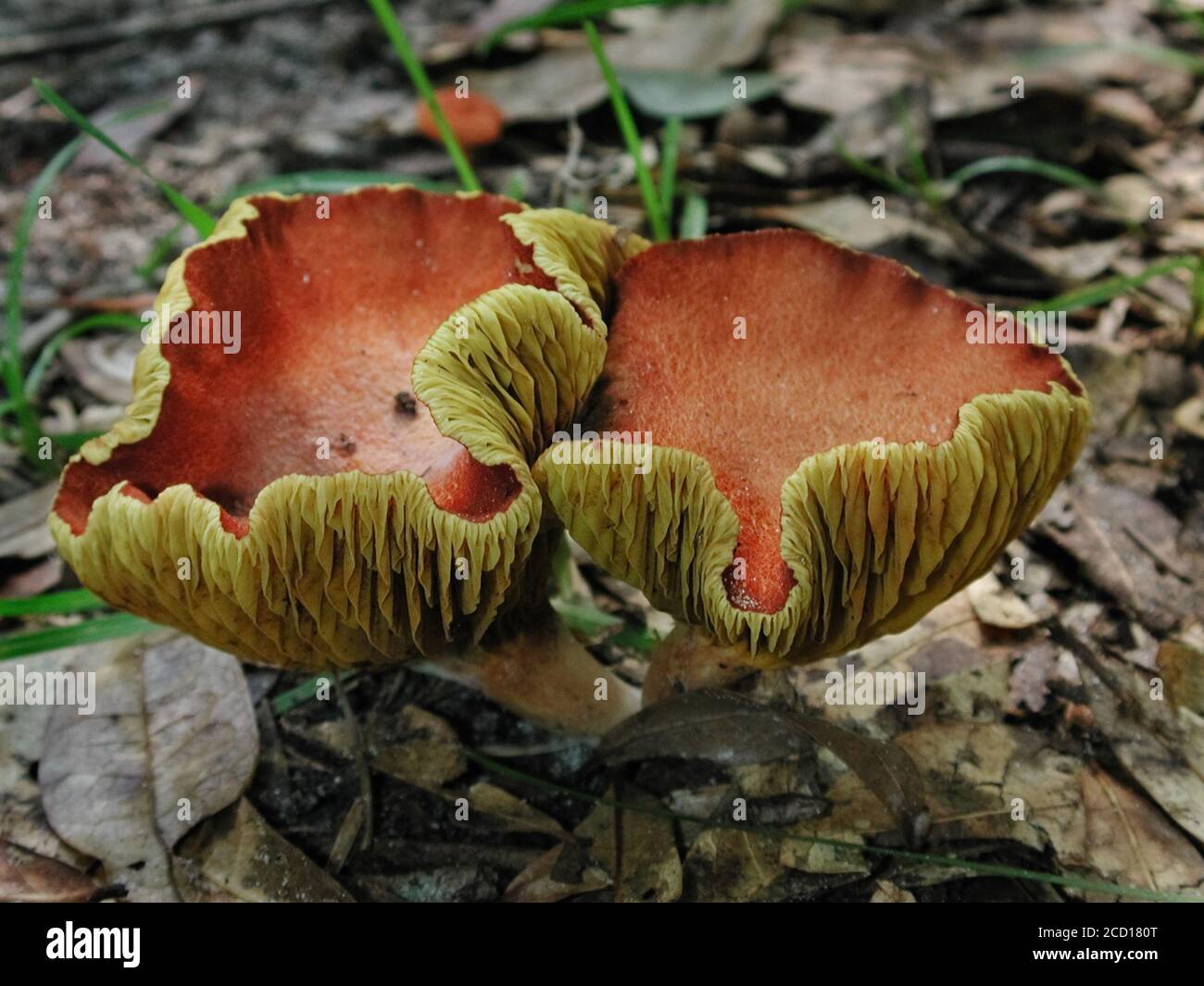 Mushrooms are a form of fungi found in natural settings around the world.; This one is found in a forested area of North Central Florida.. Stock Photo