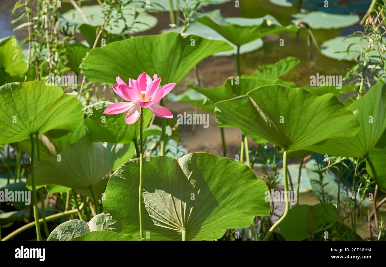 Lotus blooms in the Volga river delta in the city of Astrakhan Stock Photo