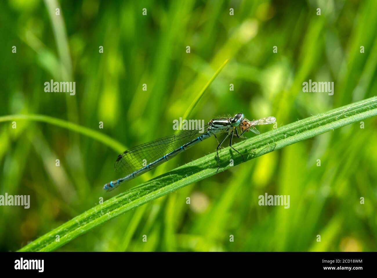 Azure Damselfly, Coenagrion puella a common flying blue female insect species similar to dragonfly resting on a grass reed stock photo image Stock Photo