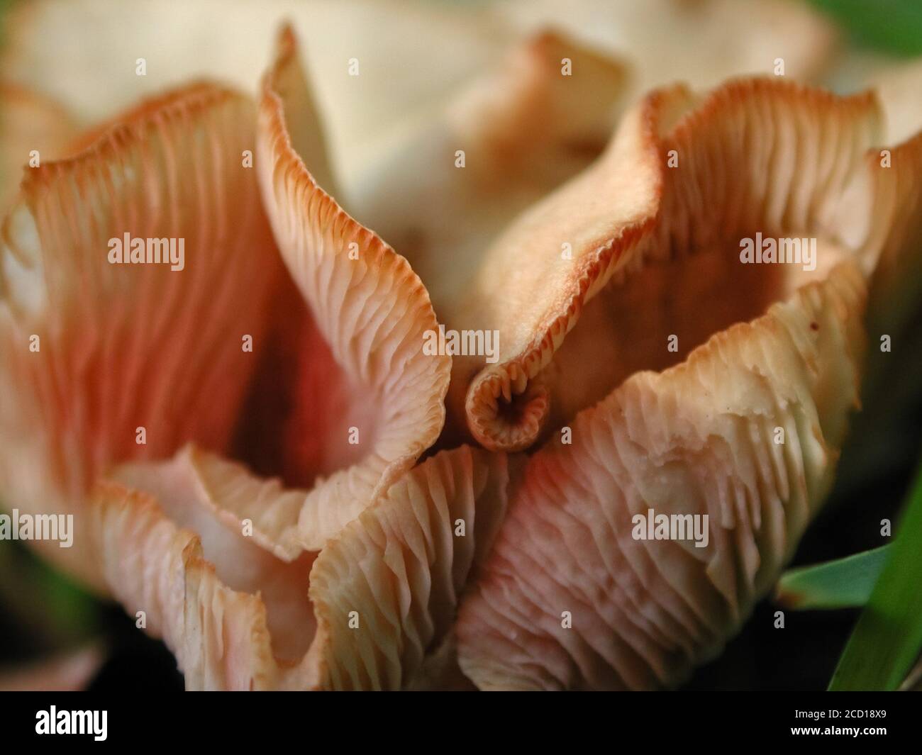 Mushrooms are a form of fungi found in natural settings around the world.  This one is found in a forested area of North Central Florida. Stock Photo