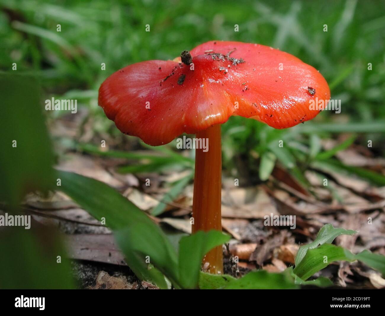 Mushrooms are a form of fungi found in natural settings around the world.; This one is found in a forested area of North Central Florida. Stock Photo