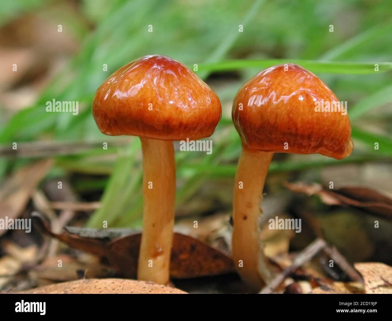 Mushrooms are a form of fungi found in natural settings around the world.; This one is found in a forested area of North Central Florida. Stock Photo