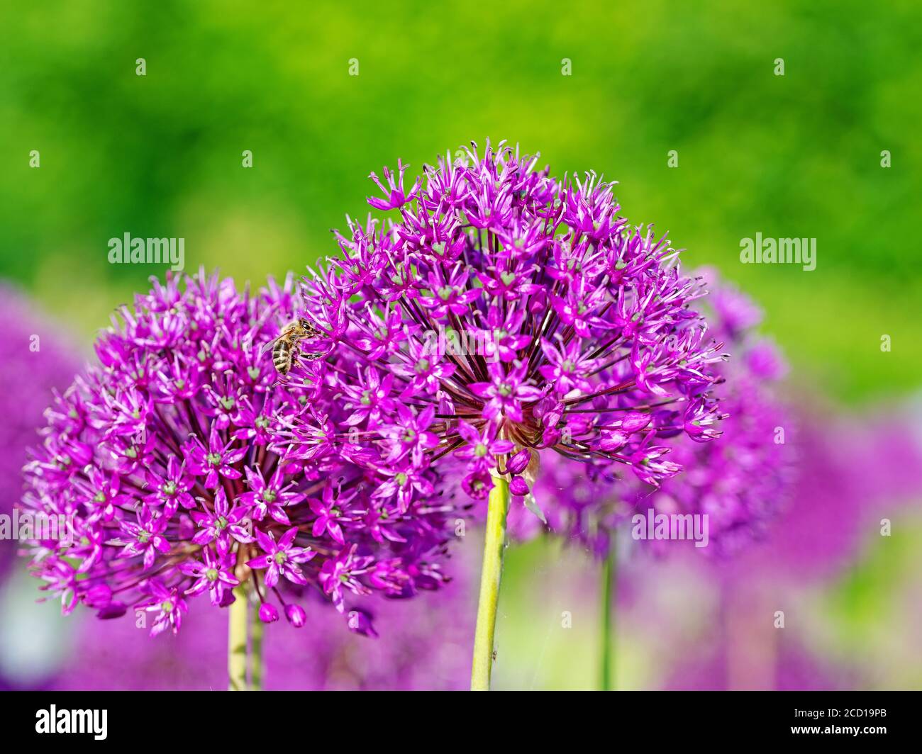 Flowering ornamental onion, allium, in the garden Stock Photo