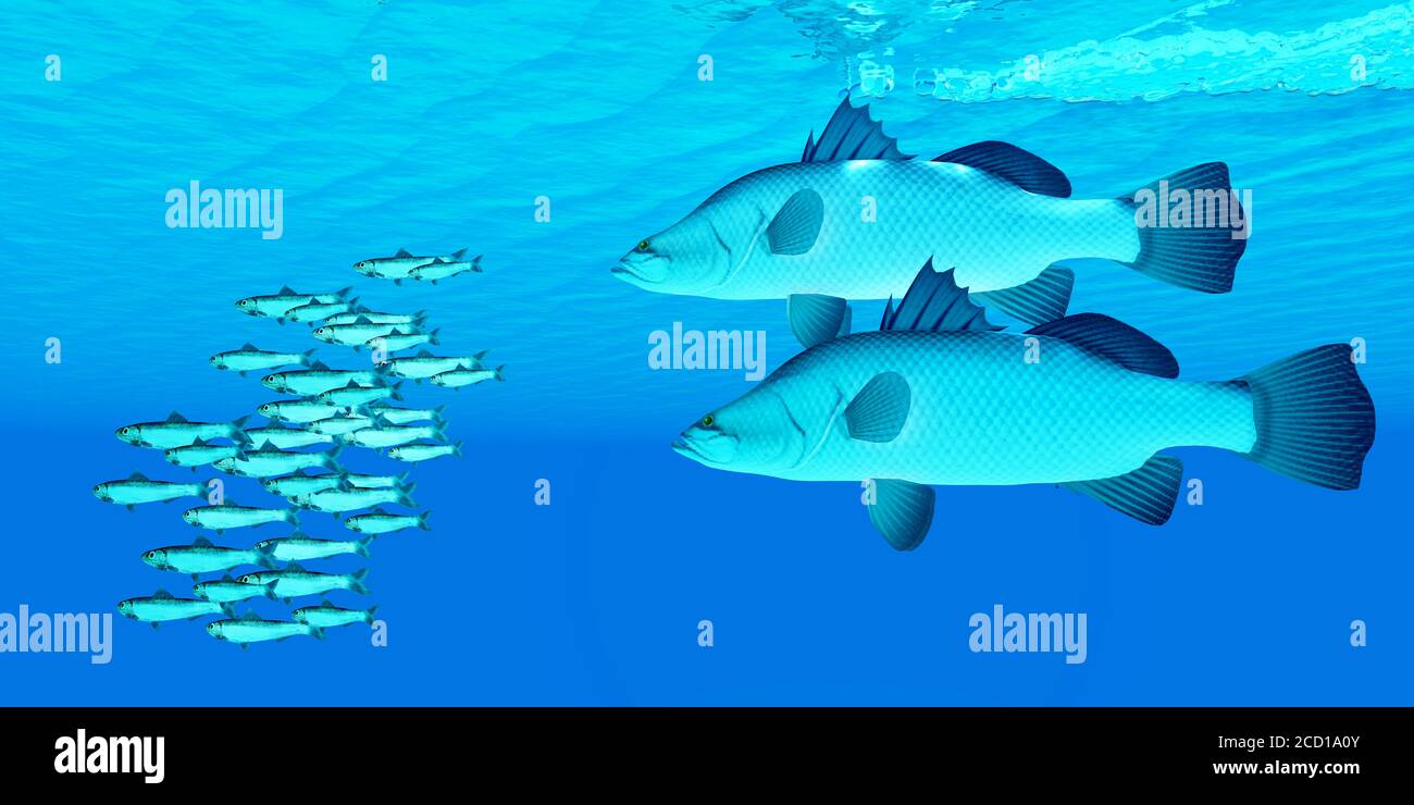 Barramundi after Anchovy Fish - A school of Anchovy fish try to get away from two predatory Barramundi sea bass in the open ocean. Stock Photo