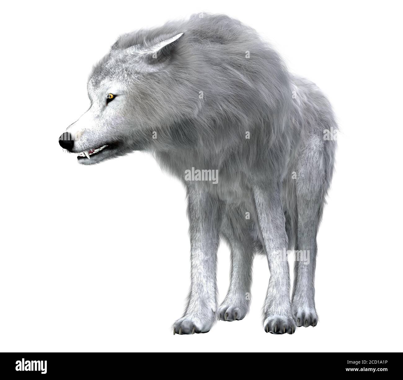 The predatory Dire Wolf prowled the forests of North and South America during the Pleistocene Period. Stock Photo