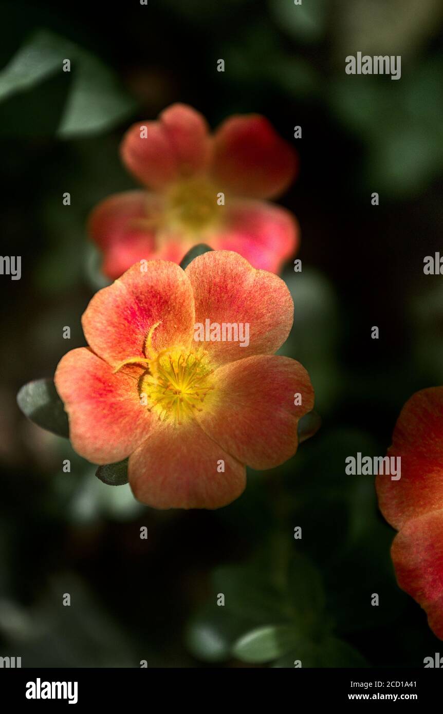 Flowers radial symmetry hi-res stock photography and images - Alamy