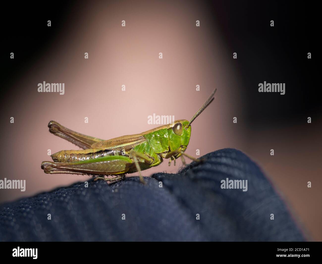 Meadow grasshopper, Pseudochorthippus parallelus, Cornwall, UK Stock Photo