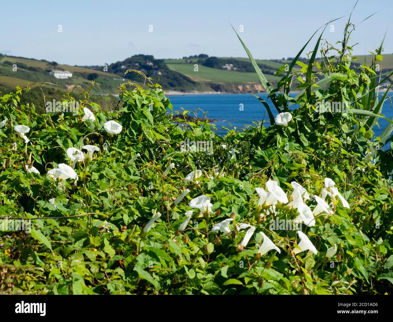 Hedge Bindweed, Calystegia sepium, growing along the coast, Cornwall, UK Stock Photo
