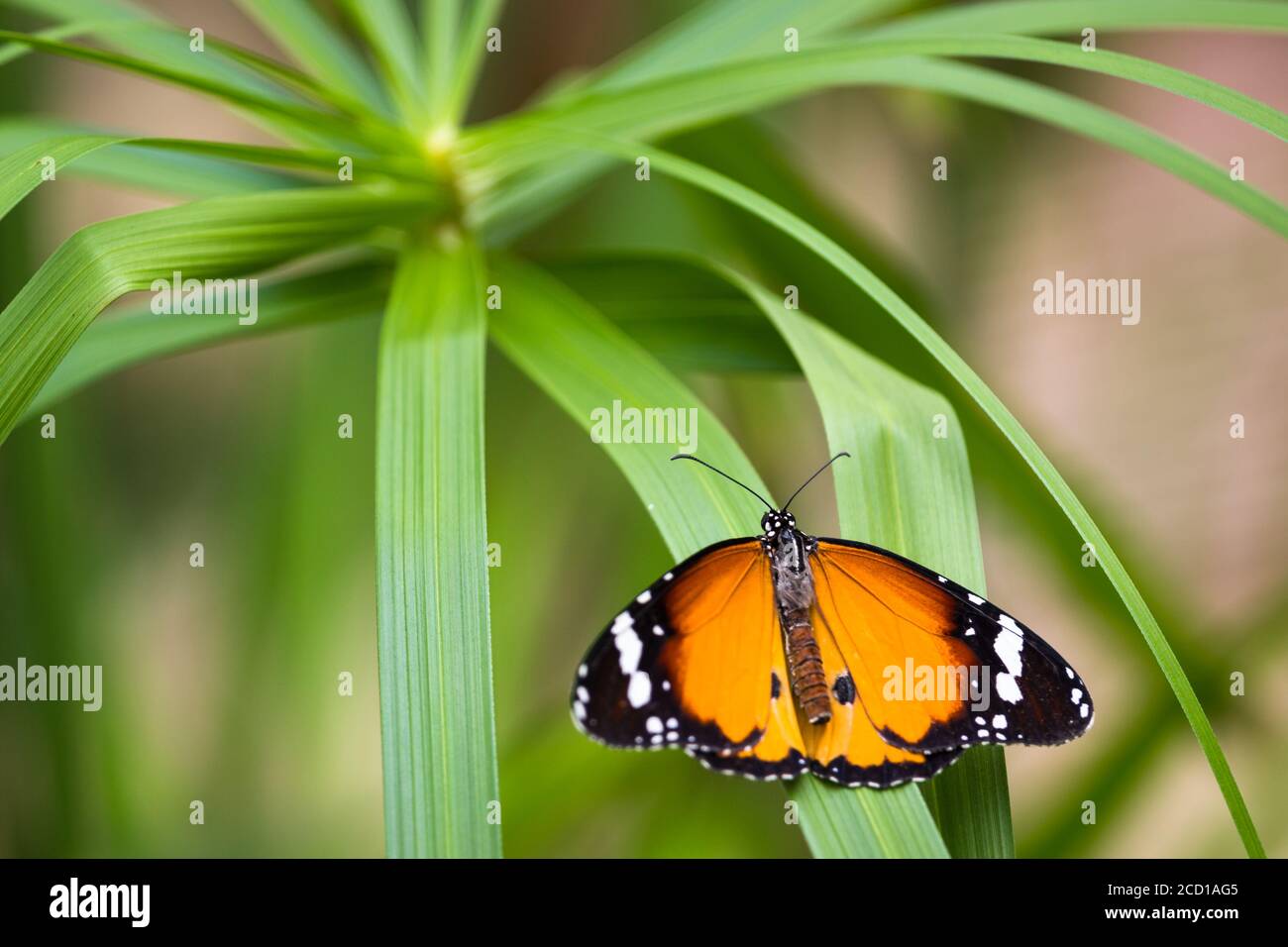 Plain Tiger butterfly sitting on a sword shaped leaf Stock Photo