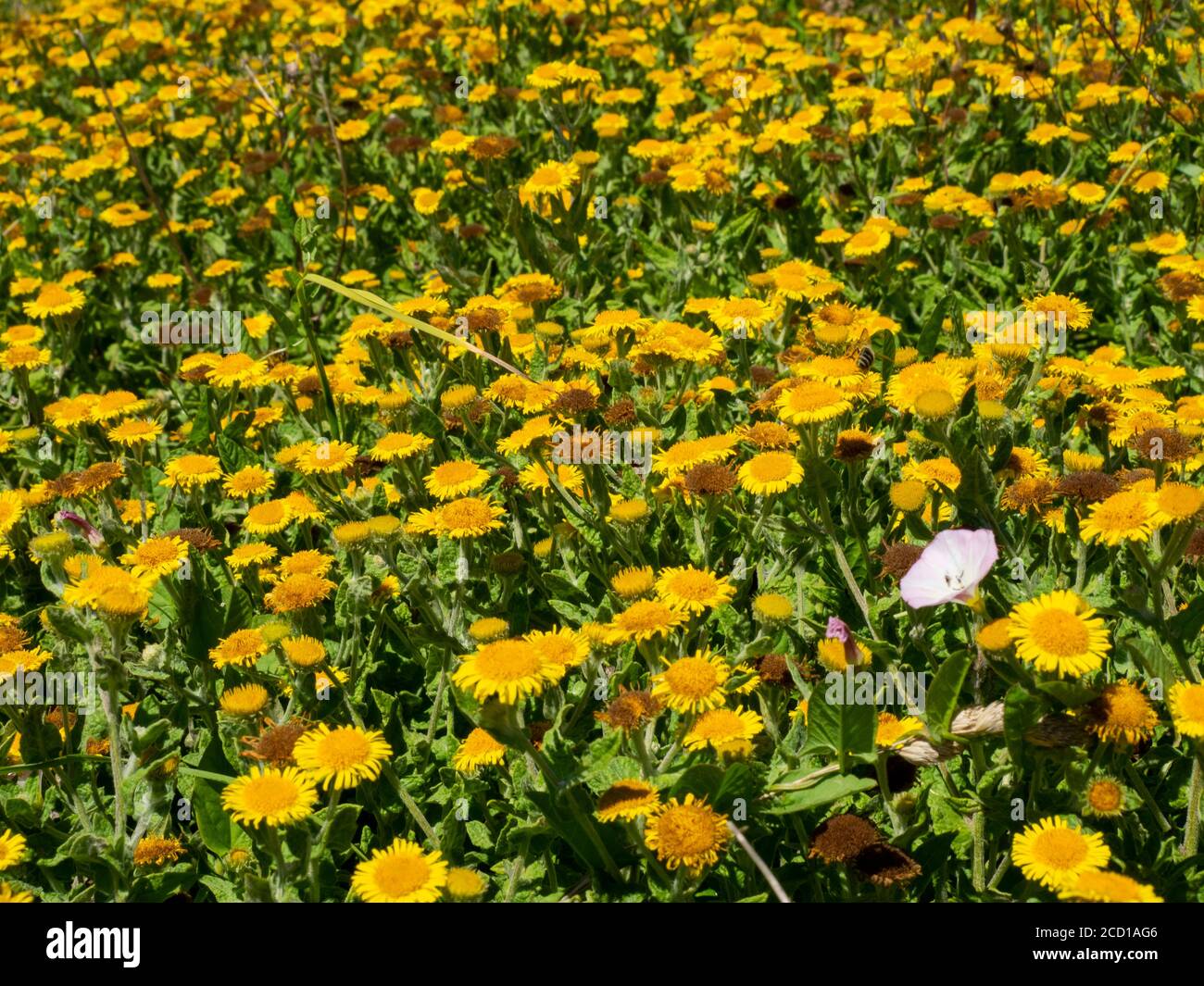 Common weeds uk hi-res stock photography and images - Alamy
