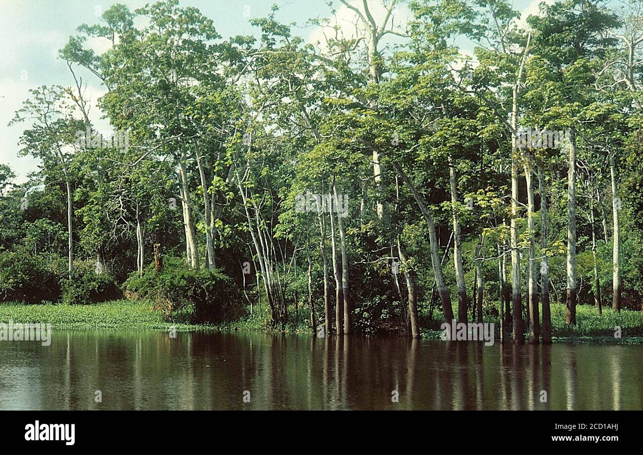 Amazon River trees in the water during web dry season Stock Photo