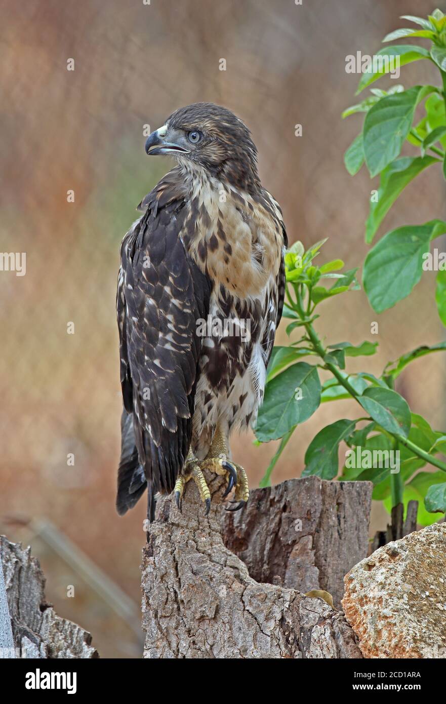 Red-tailed Hawk (Buteo jamaicensis solitudinis) hand reared immature, imprinted and free flying  Cuba     March Stock Photo