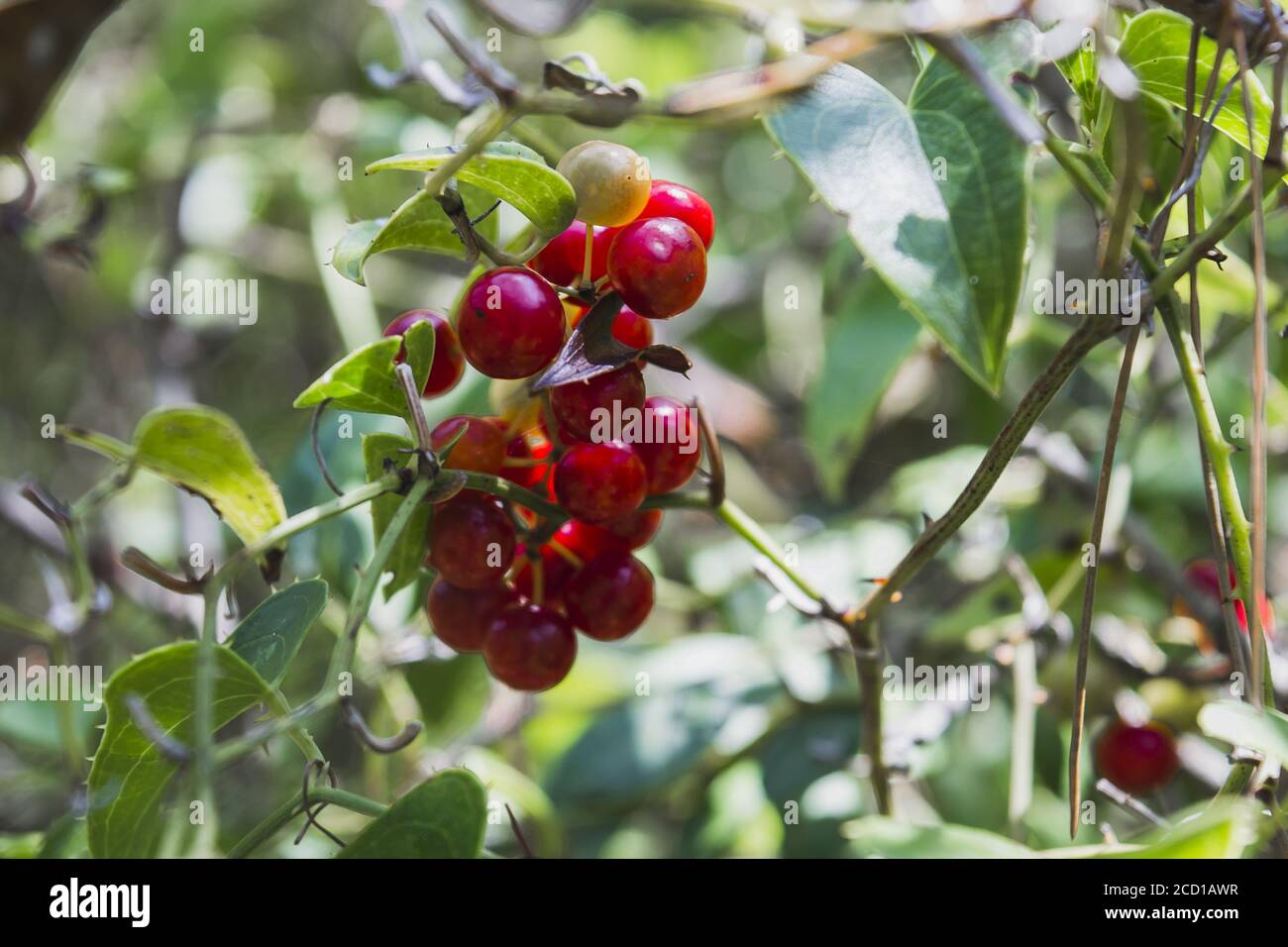 Selective focus shot of Smilax aspera plant with ripe berries Stock Photo