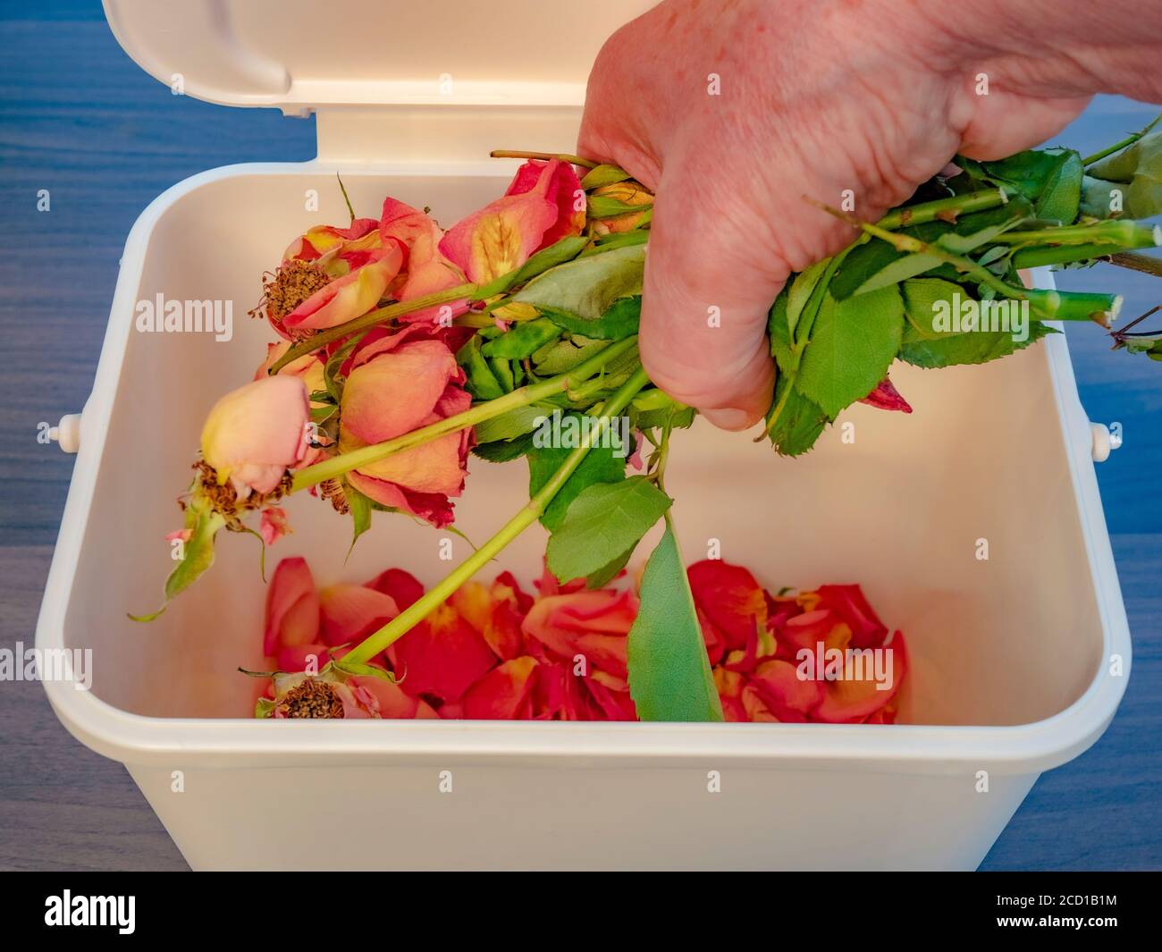 Closeup POV shot of a man’s hand dropping some dead roses and petals into a small plastic compost bin / trash can. Stock Photo