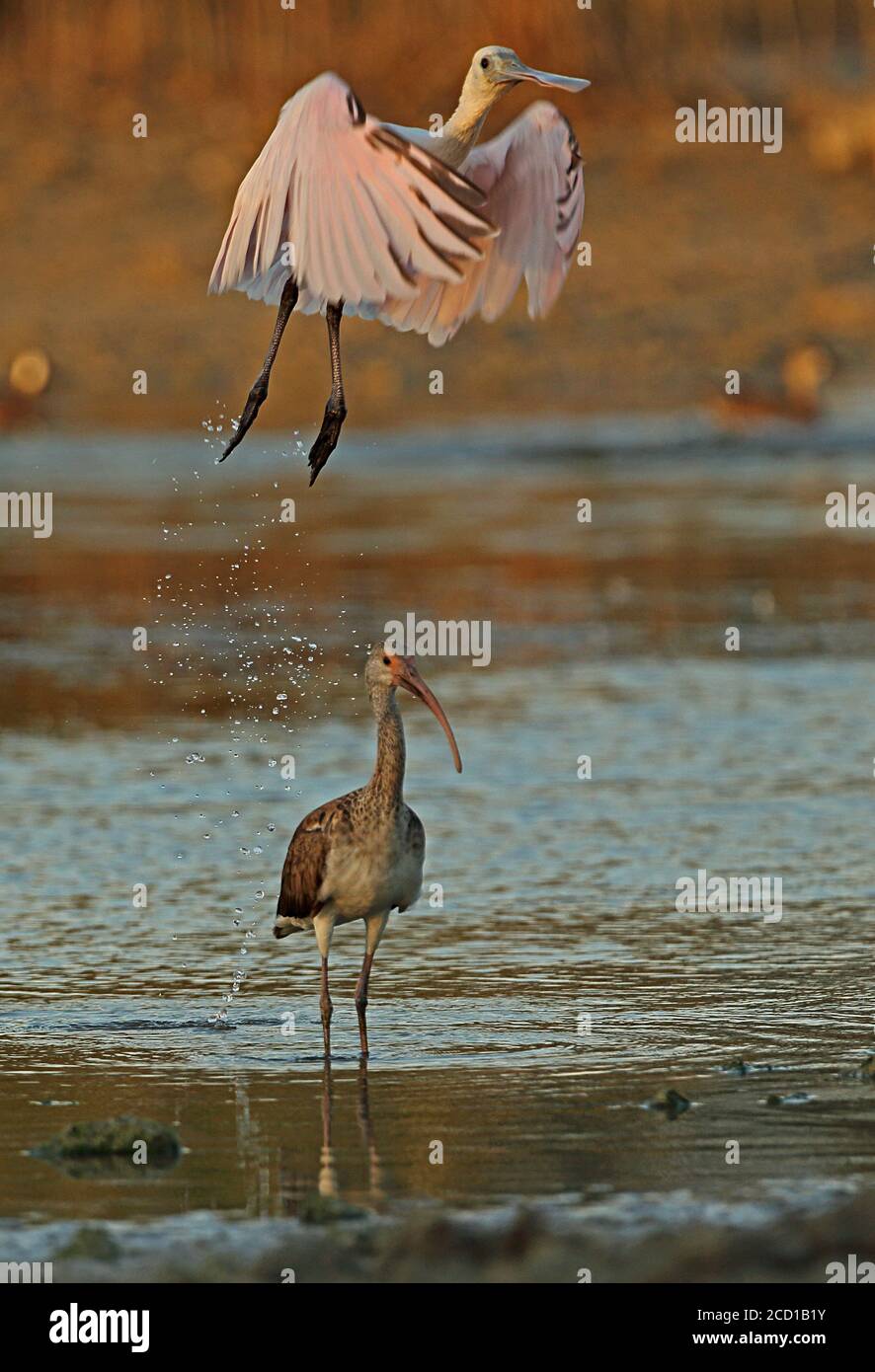 Roseate Spoonbill (Platalea ajaja) and White Ibis (Eudocimus albus ...
