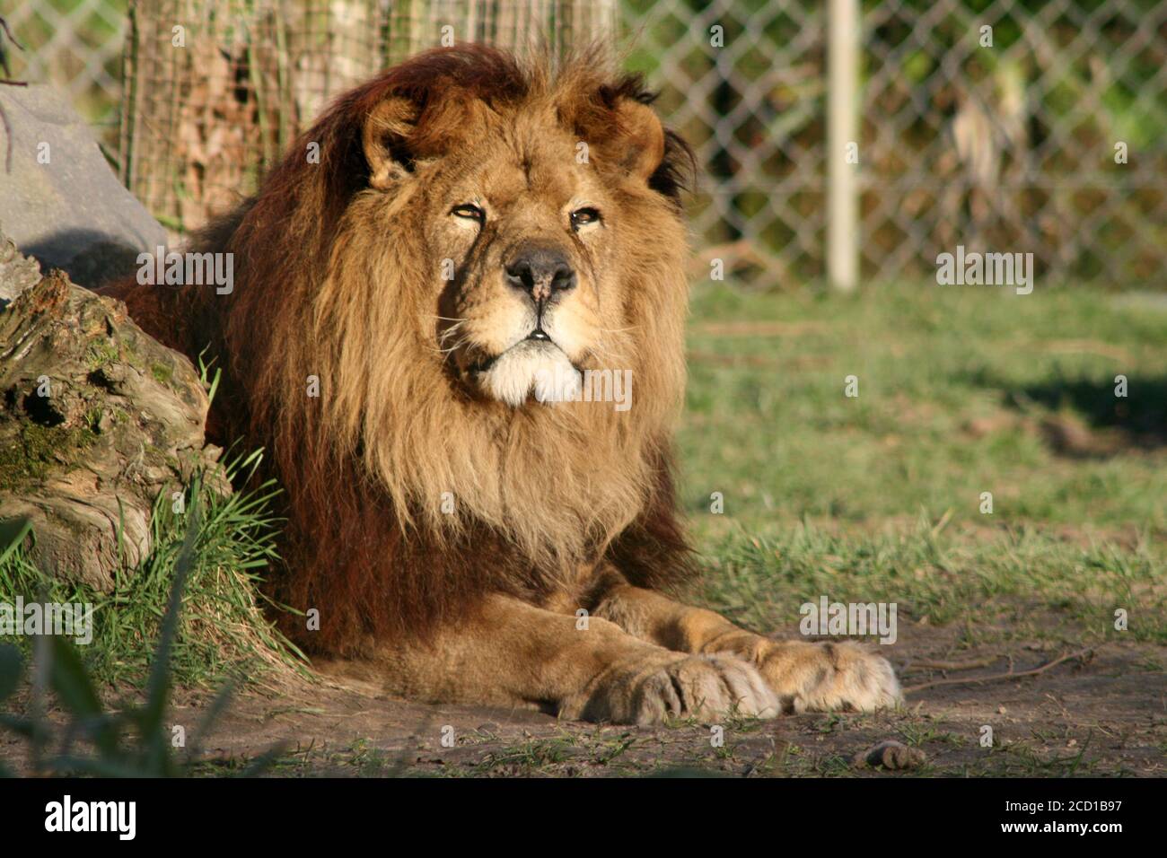 lion in a zoo (france Stock Photo Alamy