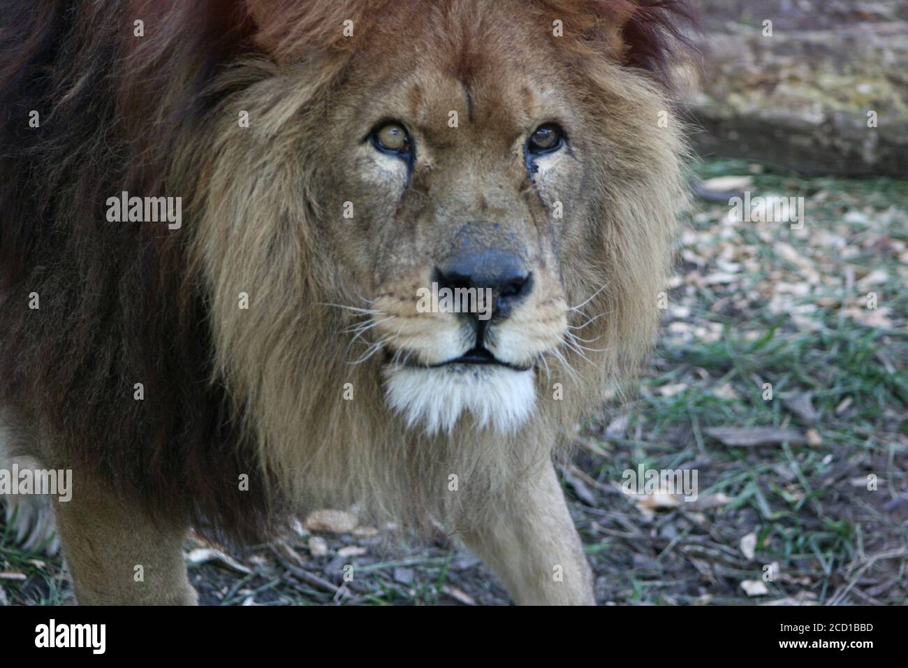 lion in a zoo (france Stock Photo Alamy