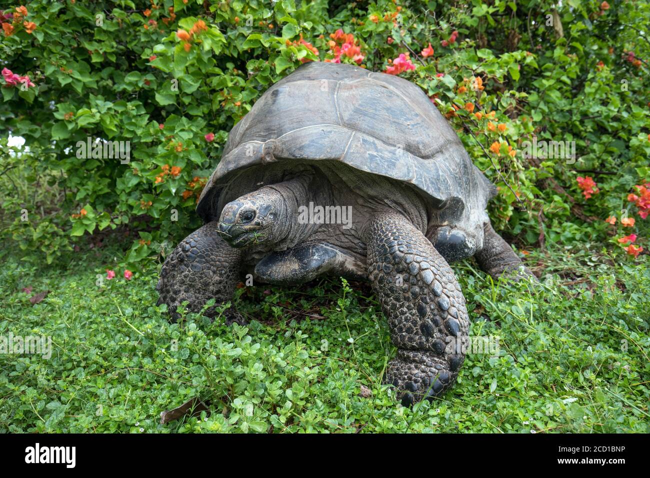 Aldabra Giant Tortoise; Aldabrachelys gigantea; Scratching; Seychelles Stock Photo