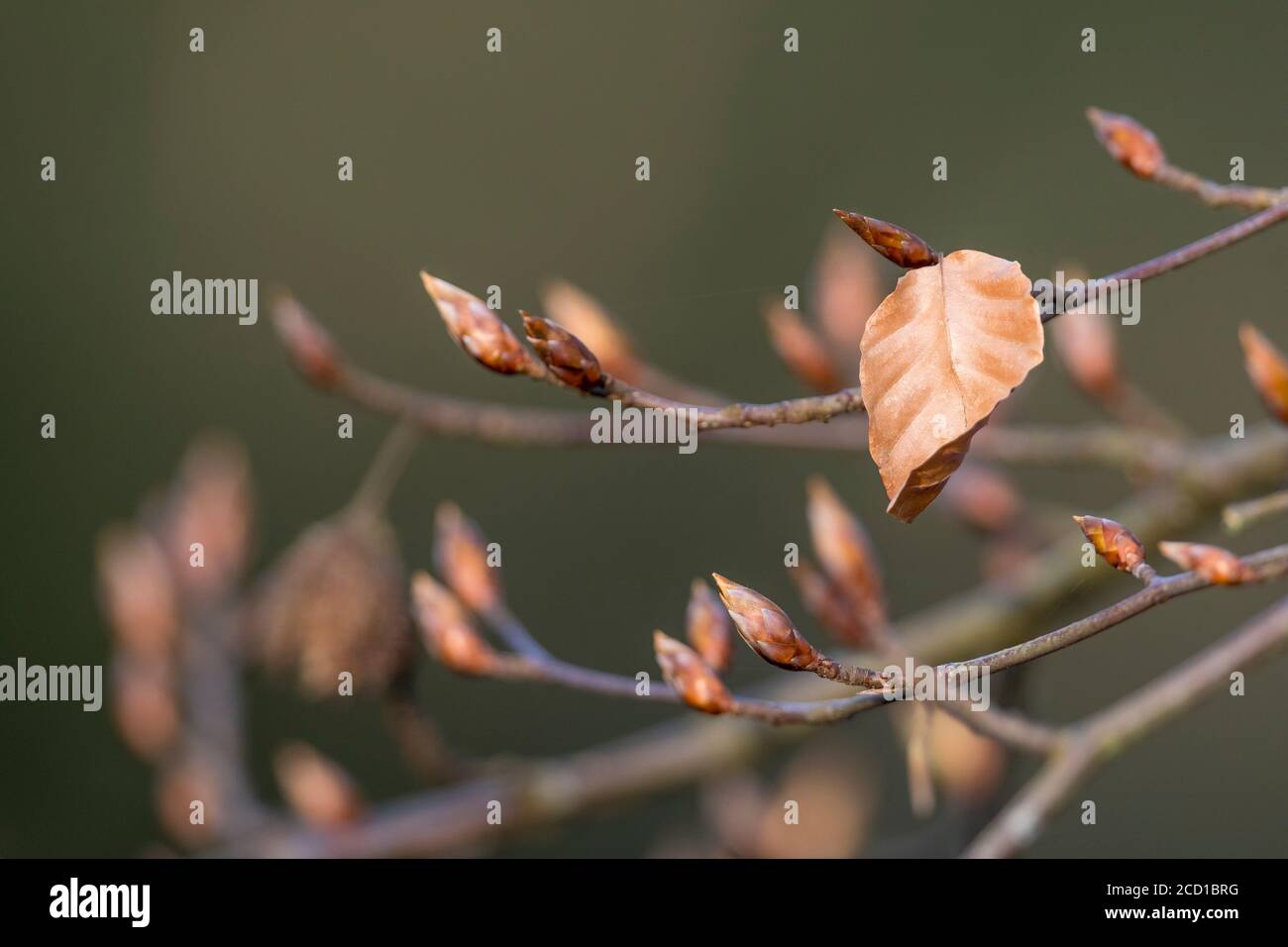 Beech Tree Buds; Fagus sylvatica; UK Stock Photo