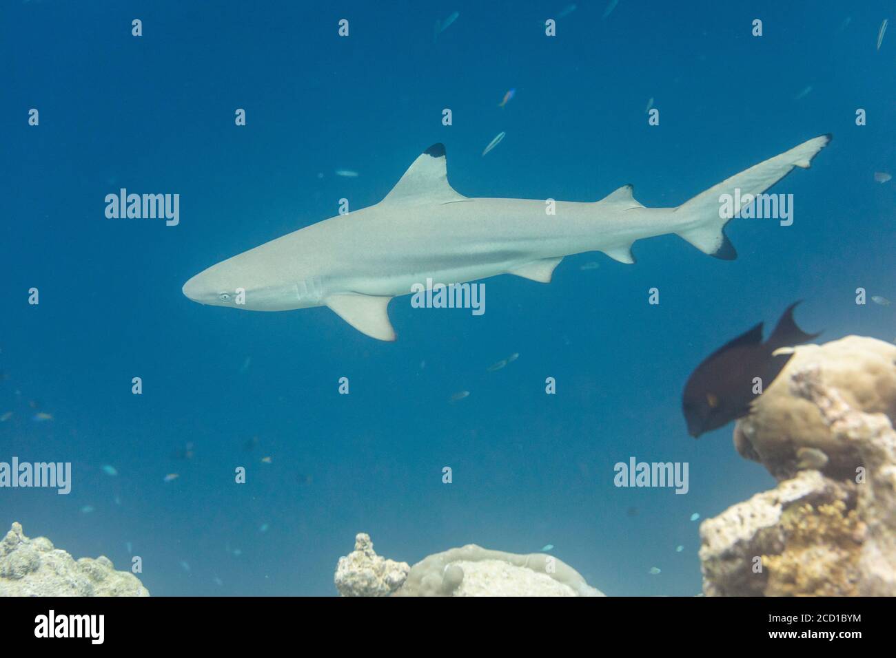 Blacktip Reef Shark; Carcharhinus melanopterus; Maldives Stock Photo
