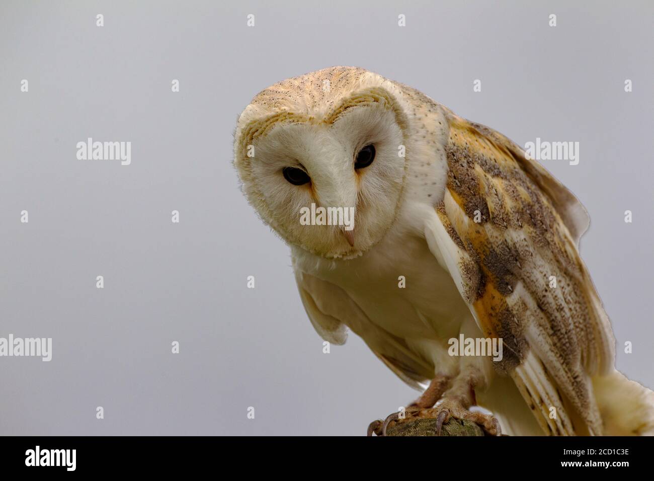 Close up of a captive Barn Owl Tyto alba showing the heart shaped face and honey coloured upper parts Stock Photo