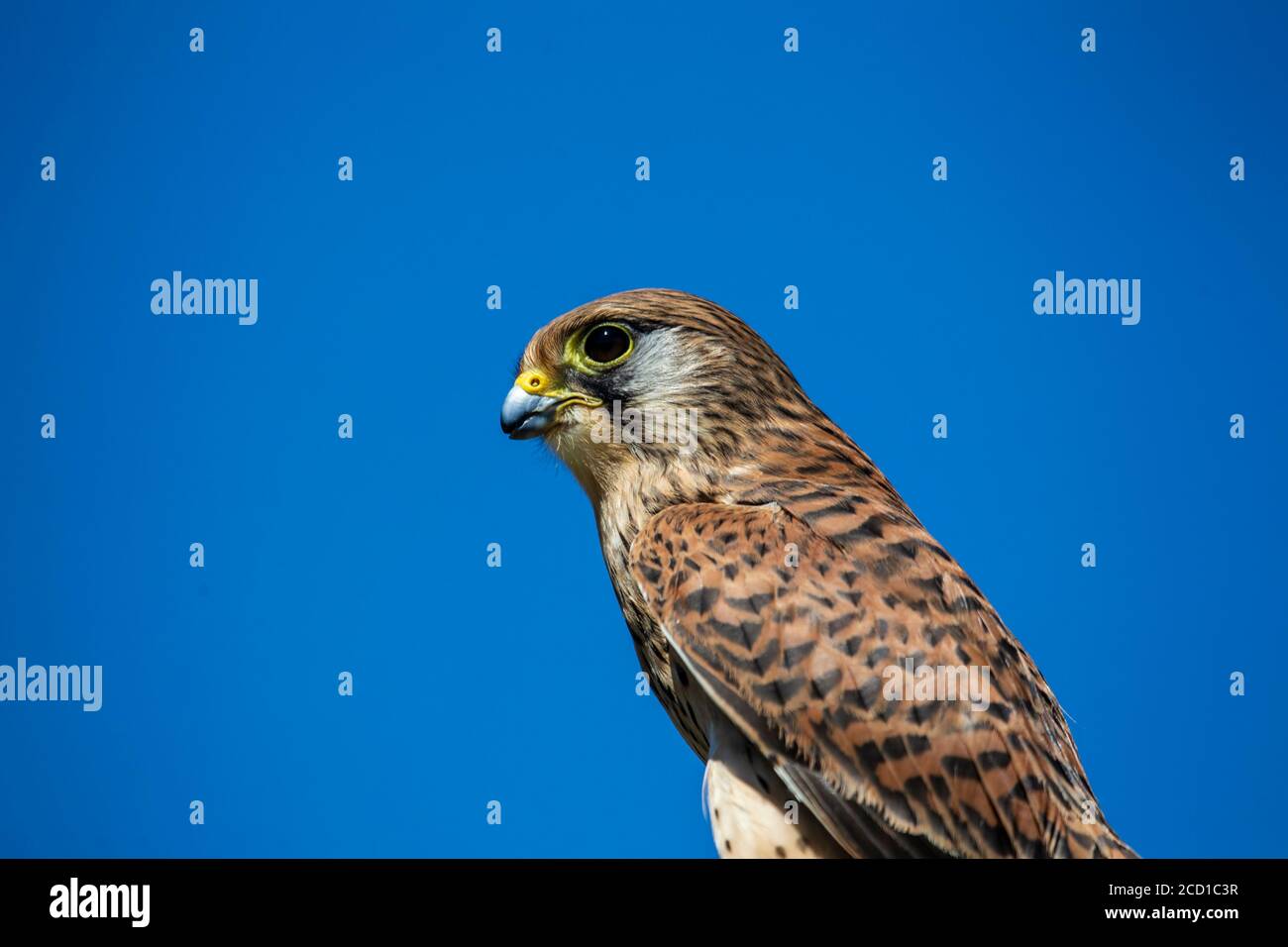 Close up of a Common Kestrel Falco tinnunculus (captive) showing spotted reddish brown plumage against a clear blue sky Stock Photo