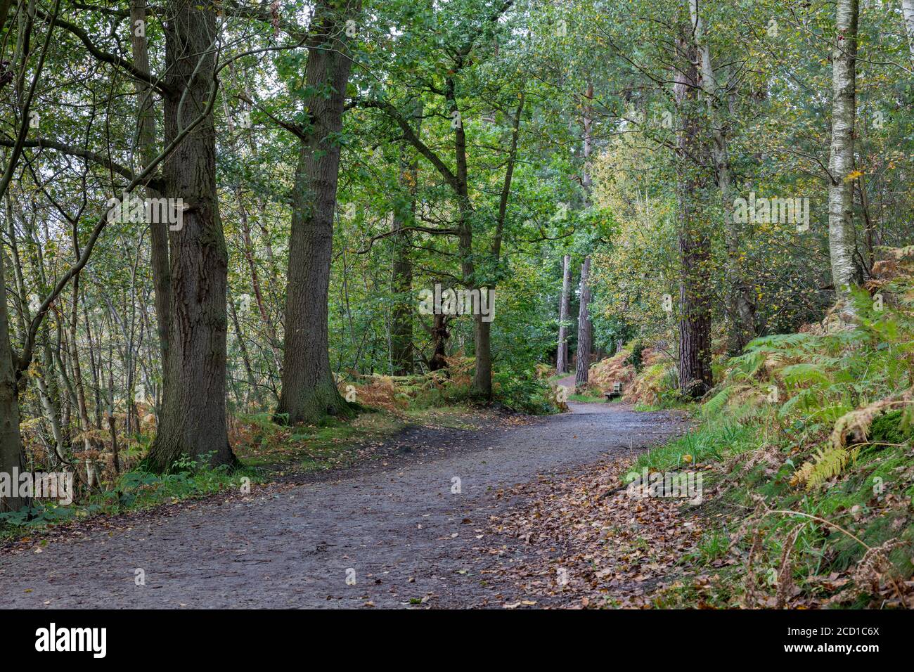 Delamere Forest; Cheshire; UK Stock Photo
